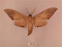 栗六點天蛾藏品圖，第2張