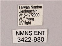 栗六點天蛾藏品圖，第3張