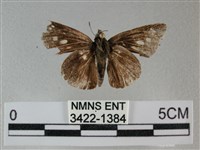 黑星弄蝶藏品圖，第1張