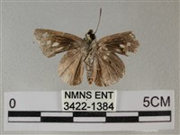 黑星弄蝶藏品圖，第2張