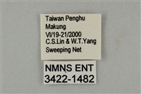 藍灰蝶沖繩亞種藏品圖，第3張