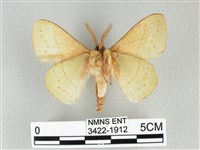 青枯葉蛾藏品圖，第2張