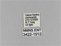 青枯葉蛾藏品圖，第3張