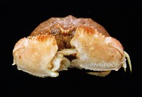 卷折饅頭蟹藏品圖，第3張
