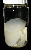 未知種海月水母藏品圖，第1張