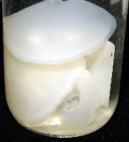 未知種海月水母藏品圖，第2張