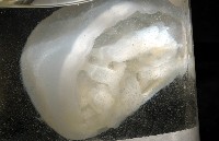 未知種海月水母藏品圖，第3張