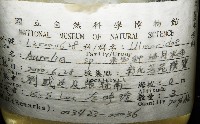 未知種海月水母藏品圖，第4張