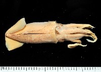 龍氏爪魷魚藏品圖，第1張
