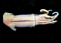 龍氏爪魷魚藏品圖，第2張
