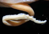 龍氏爪魷魚藏品圖，第3張