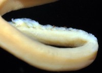 龍氏爪魷魚藏品圖，第4張