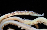 龍氏爪魷魚藏品圖，第2張
