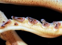 龍氏爪魷魚藏品圖，第3張