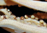 龍氏爪魷魚藏品圖，第4張