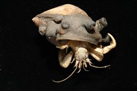 寄居蟹鞘群海葵藏品圖，第3張
