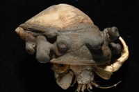 寄居蟹鞘群海葵藏品圖，第4張