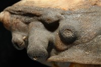 寄居蟹鞘群海葵藏品圖，第5張