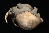 寄居蟹鞘群海葵藏品圖，第7張
