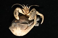 寄居蟹鞘群海葵藏品圖，第8張