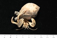 寄居蟹鞘群海葵藏品圖，第9張