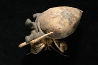 寄居蟹鞘群海葵藏品圖，第10張