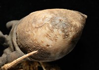 寄居蟹鞘群海葵藏品圖，第11張