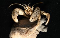 寄居蟹鞘群海葵藏品圖，第12張