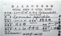 寄居蟹鞘群海葵藏品圖，第14張