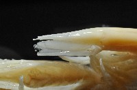 棘尾費氏扁節蝦藏品圖，第5張