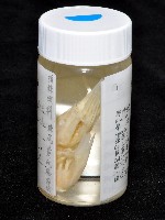 棘尾費氏扁節蝦藏品圖，第7張