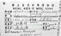 棘尾費氏扁節蝦藏品圖，第8張