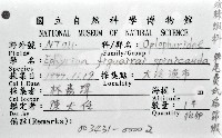 棘尾費氏扁節蝦藏品圖，第4張