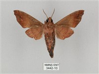 姬缺角天蛾藏品圖，第2張