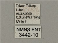 姬缺角天蛾藏品圖，第3張