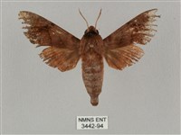 姬缺角天蛾藏品圖，第1張