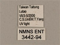 姬缺角天蛾藏品圖，第3張