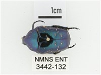 藍艷白點花金龜藏品圖，第1張