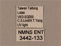 姬缺角天蛾藏品圖，第3張