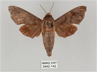 姬缺角天蛾藏品圖，第1張