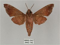 姬缺角天蛾藏品圖，第2張