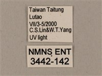 姬缺角天蛾藏品圖，第3張