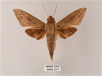 直翅斜紋天蛾藏品圖，第1張