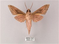 直翅斜紋天蛾藏品圖，第2張