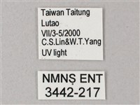 直翅斜紋天蛾藏品圖，第3張