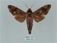 姬缺角天蛾藏品圖，第1張