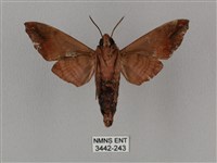 姬缺角天蛾藏品圖，第2張