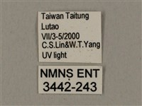 姬缺角天蛾藏品圖，第3張