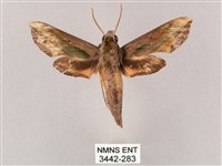 斜綠天蛾藏品圖，第1張