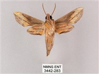 斜綠天蛾藏品圖，第2張